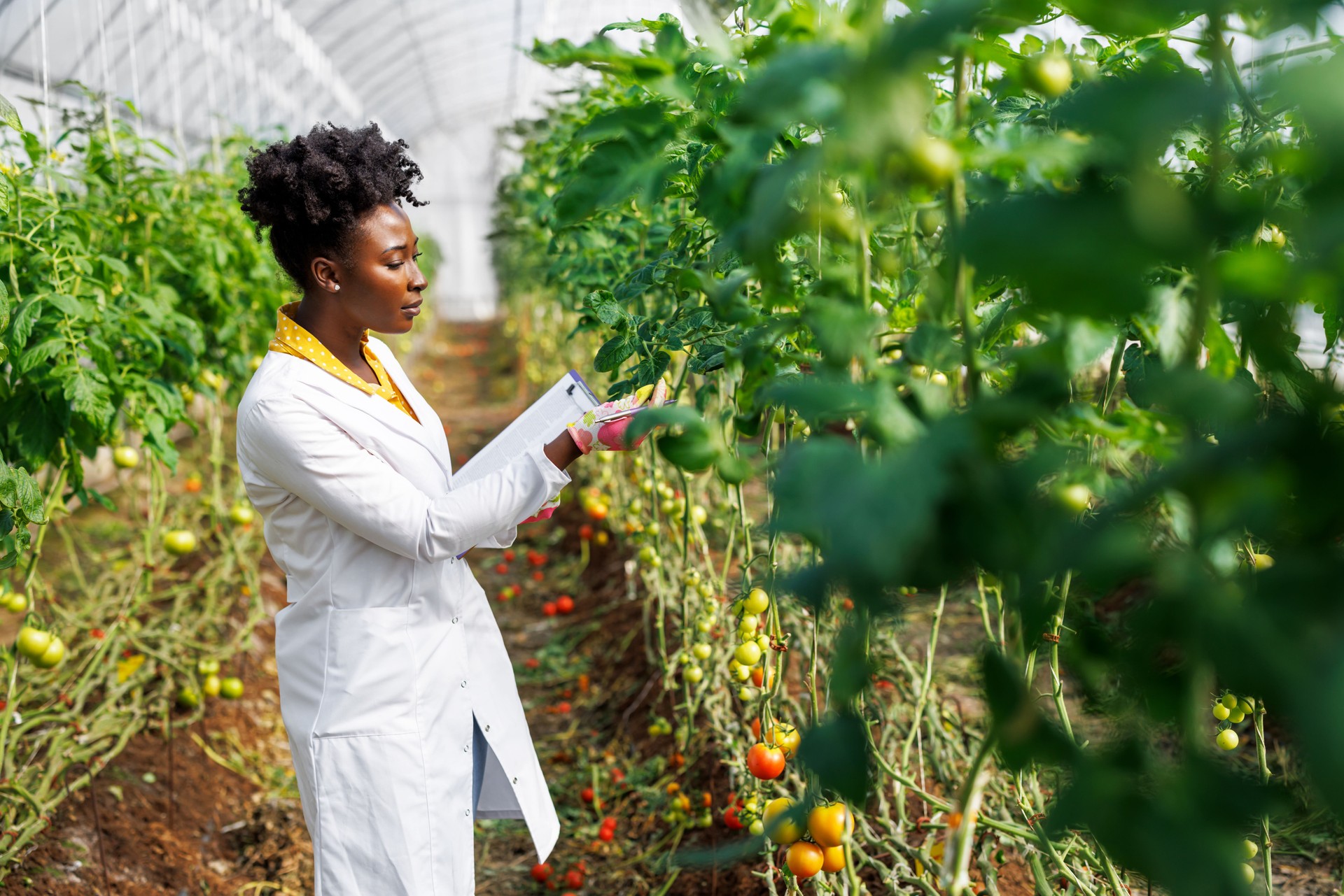 A female African agricultural technician is analyzing tomatoes from a vegetable garden.